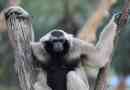 Breadcading gibbon és élete a természetben